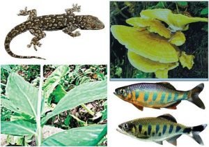 01-biodiversity_2916969f